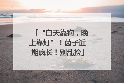 “白天靠狗，晚上靠灯”！菌子近期疯长！别乱捡
