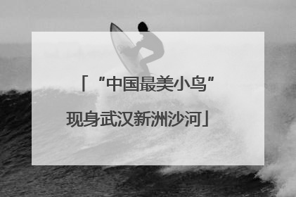 “中国最美小鸟”现身武汉新洲沙河