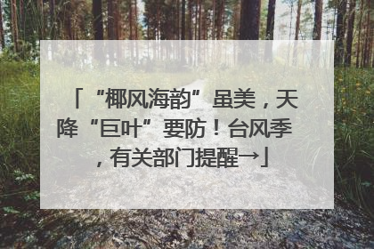 “椰风海韵”虽美，天降“巨叶”要防！台风季，有关部门提醒→