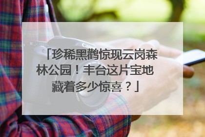 珍稀黑鹳惊现云岗森林公园！丰台这片宝地藏着多少惊喜？