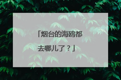 烟台的海鸥都去哪儿了？