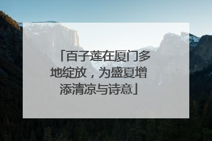 百子莲在厦门多地绽放，为盛夏增添清凉与诗意