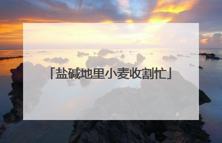 盐碱地里小麦收割忙