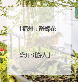 福州：醉蝶花盛开引游人