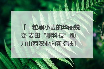 一粒黑小麦的华丽蜕变 麦田“黑科技”助力山西农业向新提质
