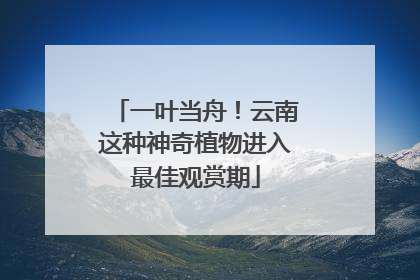 一叶当舟！云南这种神奇植物进入最佳观赏期