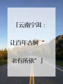 云南宁洱：让百年古树“老有所依”
