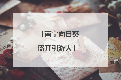 南宁向日葵盛开引游人