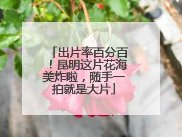 出片率百分百！昆明这片花海美炸啦，随手一拍就是大片