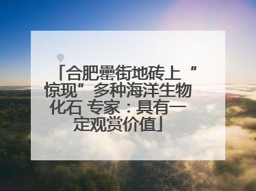 合肥罍街地砖上“惊现”多种海洋生物化石 专家：具有一定观赏价值