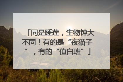 同是睡莲，生物钟大不同！有的是“夜猫子”，有的“值白班”
