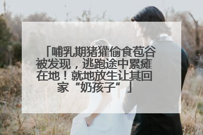 哺乳期猪獾偷食苞谷被发现，逃跑途中累瘫在地！就地放生让其回家“奶孩子”