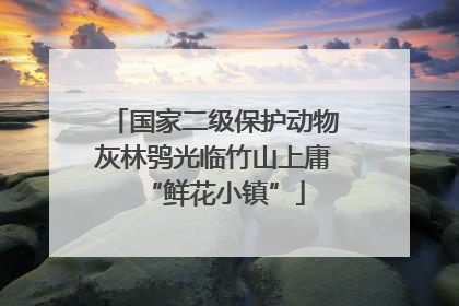 国家二级保护动物灰林鸮光临竹山上庸“鲜花小镇”