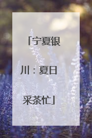 宁夏银川：夏日采茶忙