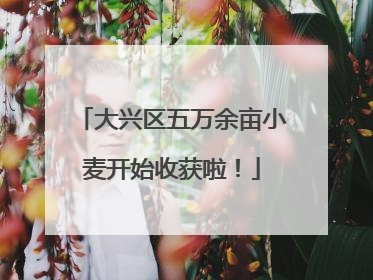 大兴区五万余亩小麦开始收获啦！