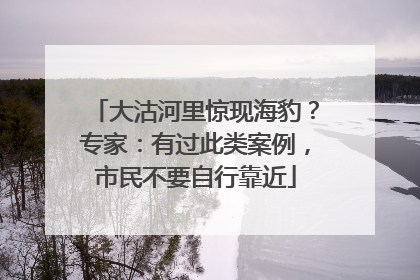 大沽河里惊现海豹？专家：有过此类案例，市民不要自行靠近