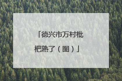 德兴市万村枇杷熟了（图）
