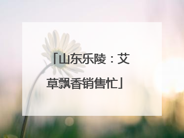 山东乐陵：艾草飘香销售忙