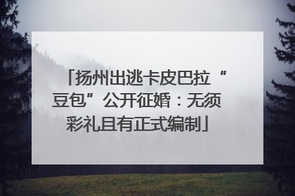 扬州出逃卡皮巴拉“豆包”公开征婚：无须彩礼且有正式编制