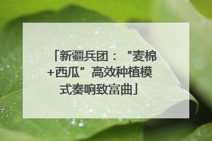 新疆兵团：“麦棉+西瓜”高效种植模式奏响致富曲