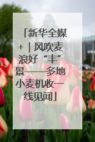 新华全媒+｜风吹麦浪好“丰”景——多地小麦机收一线见闻