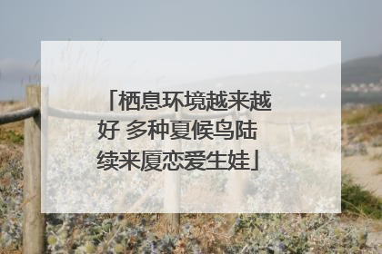 栖息环境越来越好 多种夏候鸟陆续来厦恋爱生娃