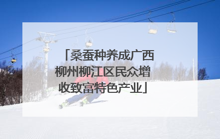 桑蚕种养成广西柳州柳江区民众增收致富特色产业