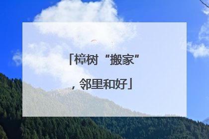 樟树“搬家”，邻里和好