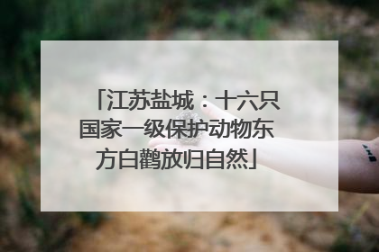 江苏盐城：十六只国家一级保护动物东方白鹳放归自然