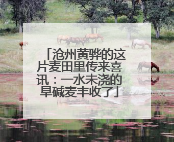 沧州黄骅的这片麦田里传来喜讯：一水未浇的旱碱麦丰收了