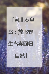 河北秦皇岛：放飞野生鸟类回归自然