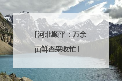 河北顺平：万余亩鲜杏采收忙