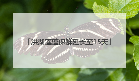 洪湖莲蓬保鲜延长至15天