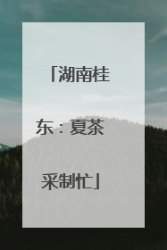 湖南桂东：夏茶采制忙