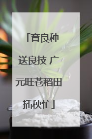 育良种 送良技 广元旺苍稻田插秧忙
