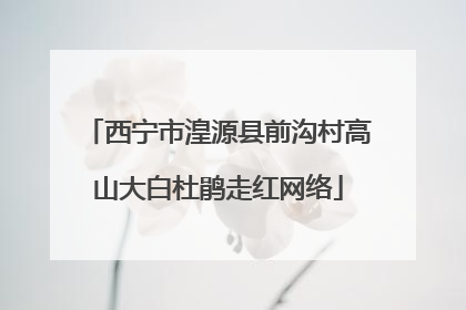 西宁市湟源县前沟村高山大白杜鹃走红网络