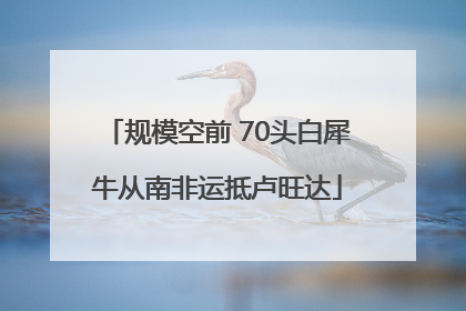 规模空前 70头白犀牛从南非运抵卢旺达