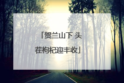 贺兰山下 头茬枸杞迎丰收