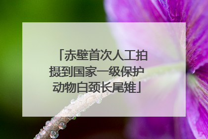 赤壁首次人工拍摄到国家一级保护动物白颈长尾雉