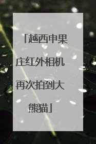 越西申果庄红外相机再次拍到大熊猫