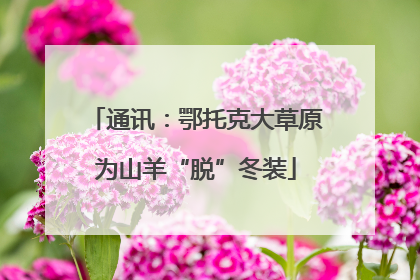 通讯：鄂托克大草原为山羊“脱”冬装
