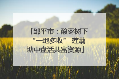 邹平市：酸枣树下“一地多收” 莲藕塘中盘活共富资源