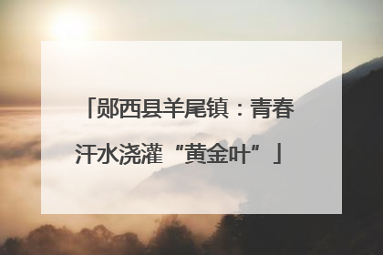 郧西县羊尾镇：青春汗水浇灌“黄金叶”