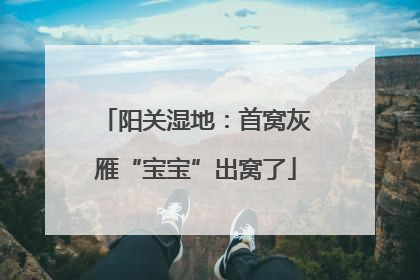 阳关湿地：首窝灰雁“宝宝”出窝了