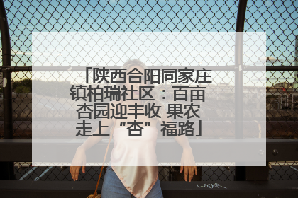 陕西合阳同家庄镇柏瑞社区：百亩杏园迎丰收 果农走上“杏”福路