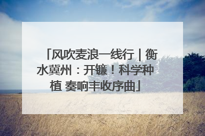 风吹麦浪一线行｜衡水冀州：开镰！科学种植 奏响丰收序曲